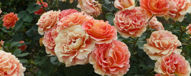 蔷薇不长叶子是为什么(蔷薇花不长叶子)