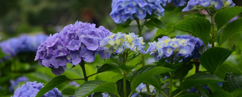 绣球掉花瓣是怎么回事（刚买的绣球花一碰就掉花瓣）