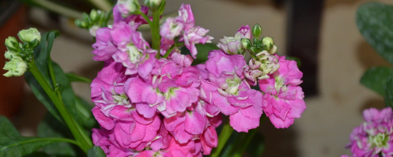 紫罗兰播种时间和方法（紫罗兰的播种时间）