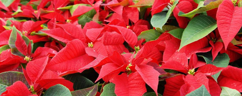 一品红的花期有多长 一品红花花期多久