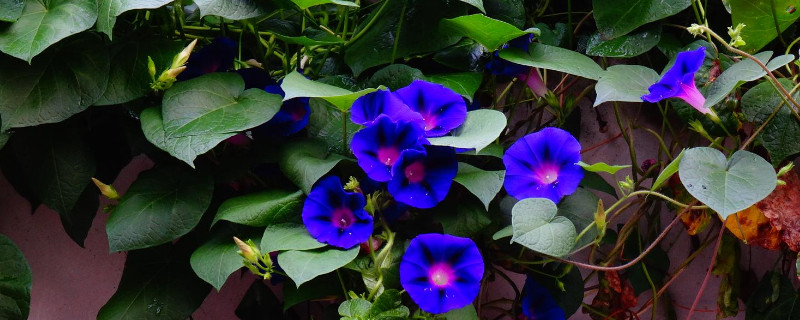 牵牛花种子发芽到开花要多久（牵牛花播种后多久发芽）