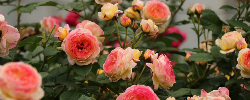 月季买回来种下蔫了怎么办（种的月季有点蔫怎么办）