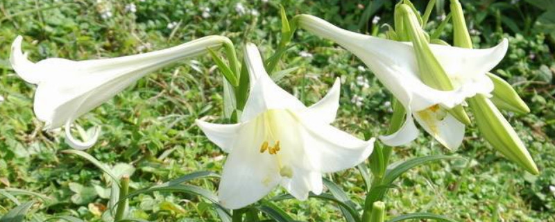 麝香百合有毒吗(麝香百合有什么作用)