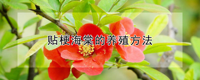 贴梗海棠的养殖方法 贴梗海棠的养殖方法和注意事项视频