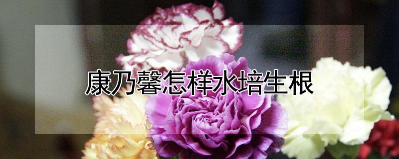 康乃馨怎样水培生根（康乃馨怎么养出根）