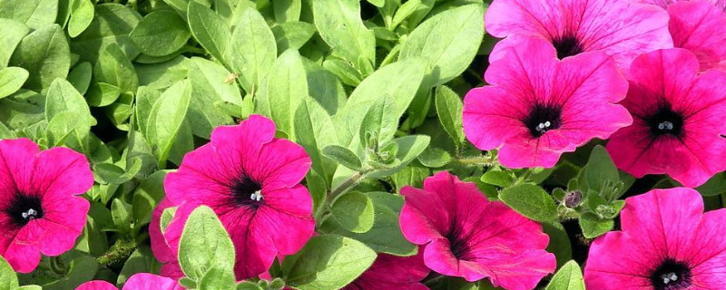 适合新手养的花种子 最好养的花种子