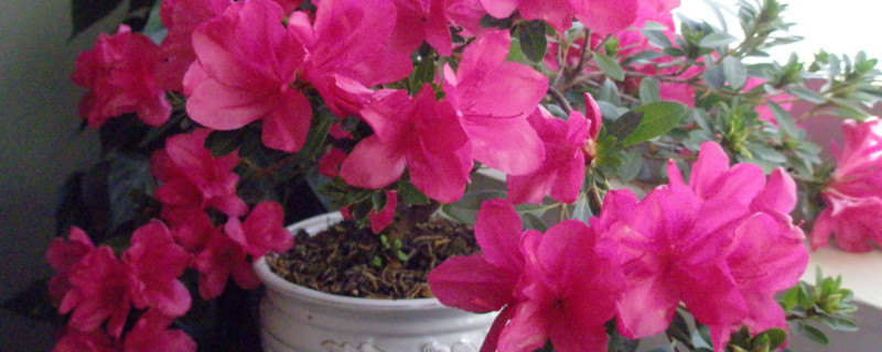 杜鹃花盆栽能活几年 杜鹃花可以养多少年