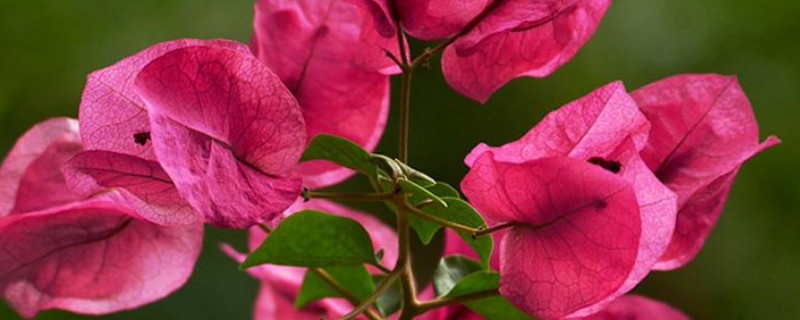 三角梅枝条能插活吗（三角梅剪枝能插活吗）