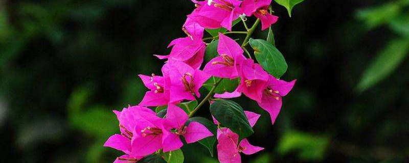 三角梅用什么肥料催花（三角梅开花用什么肥料催花）