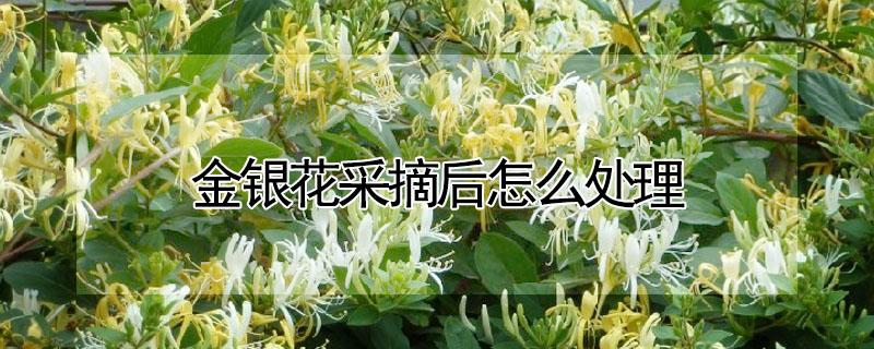 金银花采摘后怎么处理（金银花采摘后怎样处理）