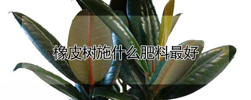 橡皮树施什么肥料最好（给橡皮树施什么肥好）