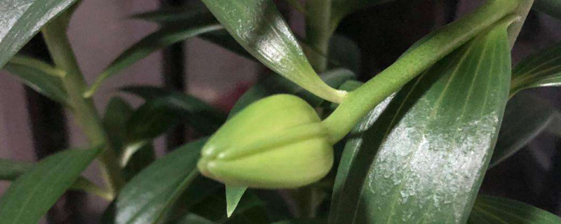 百合花苞蔫了怎么补救（百合花苞枯萎怎么补救）