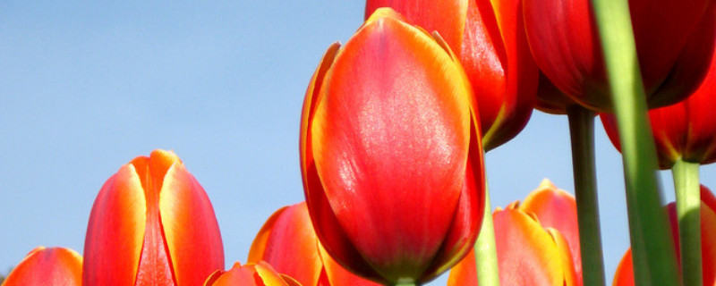 郁金香的养殖方法和注意事项 郁金香的养殖方法和注意事项视频