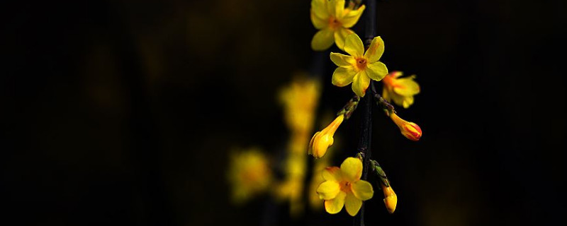 迎春嫁接时间和方法 春季嫁接时间和方法