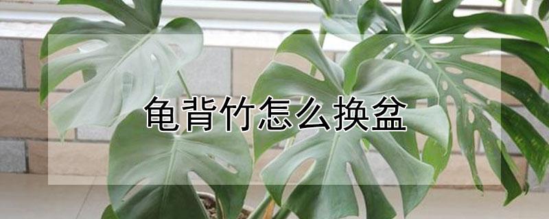 龟背竹怎么换盆(龟背竹怎么换盆?何时换好?)