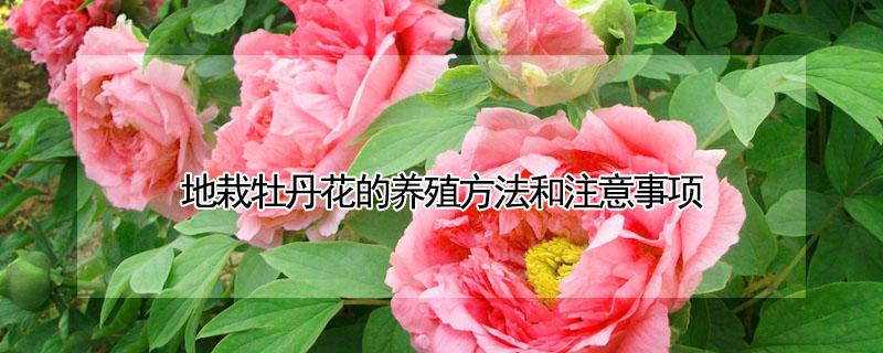 地栽牡丹花的养殖方法和注意事项（地栽牡丹花的养殖方法和注意事项 盆栽）