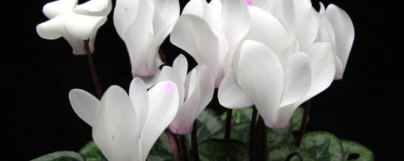 仙客来小苗怎么养（仙客来花苗怎么养）