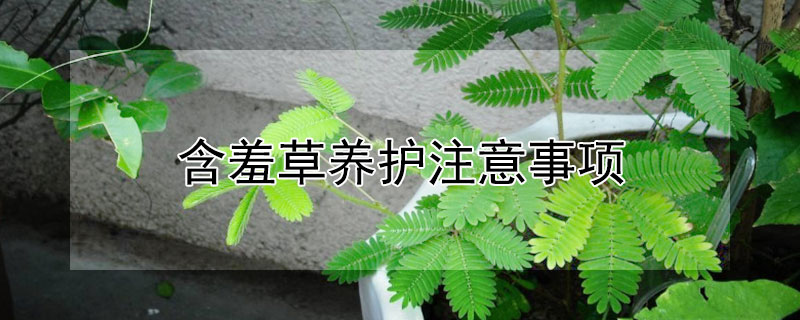 含羞草养护注意事项（含羞草养护注意事项应该摆放在哪里）