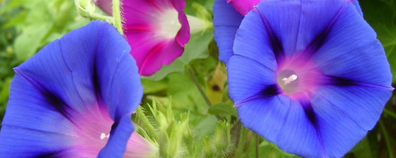 牵牛花种子怎么水培 水培牵牛花的生长过程图片