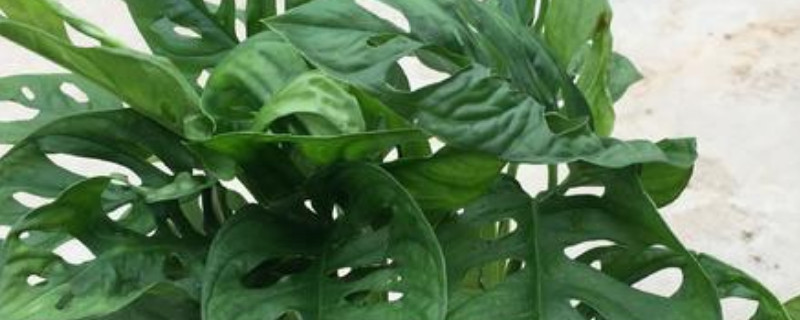 龟背竹如何打顶（龟背竹怎样打顶）