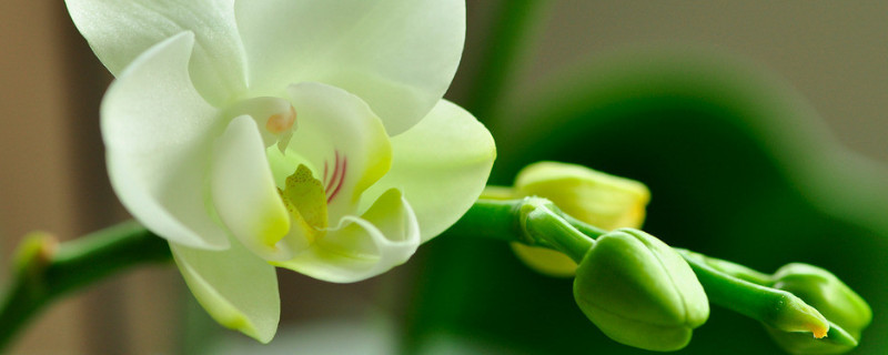 刚栽的蝴蝶兰要浇水吗（刚栽蝴蝶兰能浇水吗）