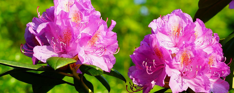 杜鹃花花苞期如何护理 杜鹃花花期怎样护理