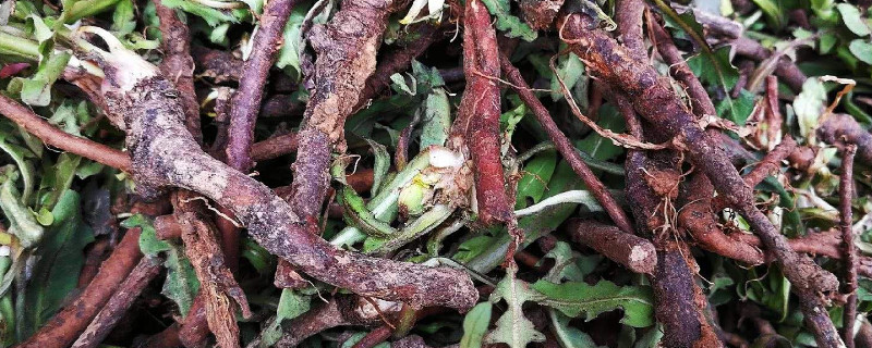 蒲公英根是越粗越好么（蒲公英根为什么那么粗）