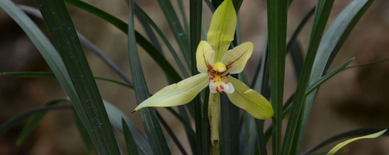 兰花烂根怎么补救 兰花烂根怎么补救视频