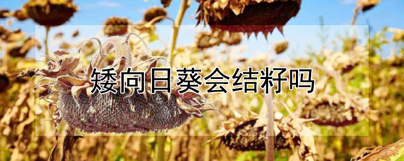 矮向日葵会结籽吗（单株向日葵会结籽吗）