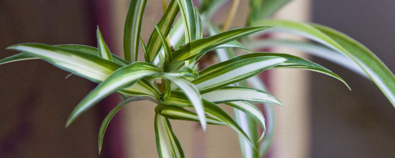 吊兰不抽藤是什么原因(吊兰长叶子不抽藤)