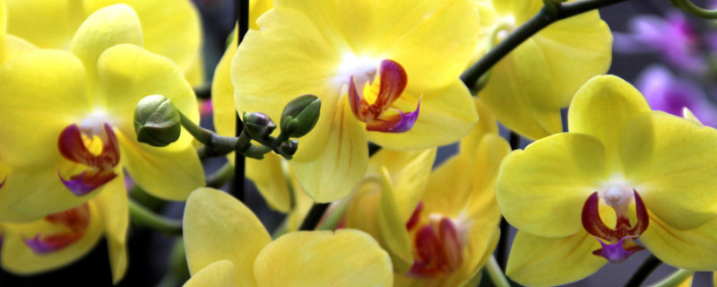 蝴蝶兰怎么浇水多长时间一浇(蝴蝶兰多久浇一次水,怎么浇)