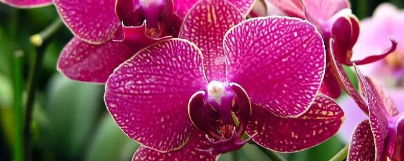 蝴蝶兰是怎么培育出来的（蝴蝶兰是怎样培植的）