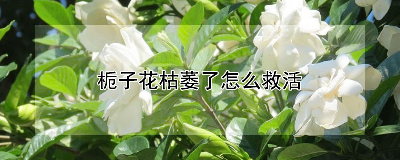 栀子花枯萎了怎么救活（新栽栀子花枯萎了怎么挽救）