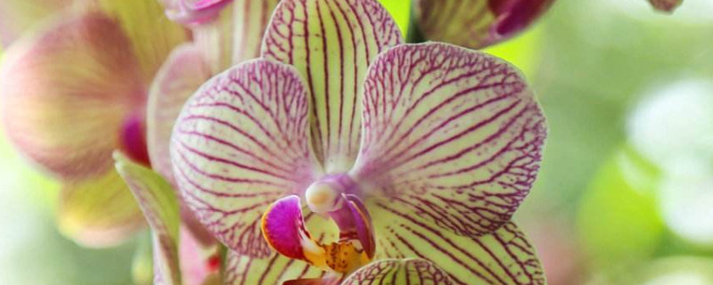 蝴蝶兰怎么看出要开花 蝴蝶兰开出怎样的花