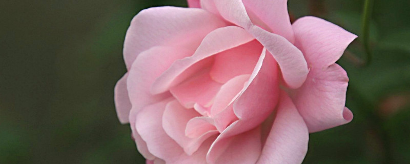 蔷薇打蔫卷叶子咋回事 蔷薇花为什么叶子蔫了怎么办