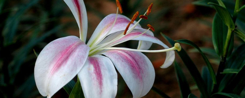 如何让百合花长得矮壮 百合花怎么矮化