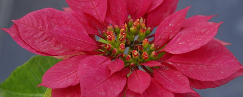 一品红怎么育苗 一品红苗子