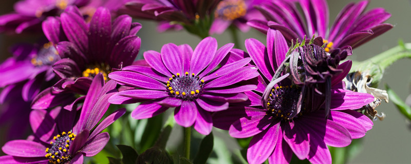 紫罗兰喜阳吗（紫罗兰花喜阴还是喜阳）