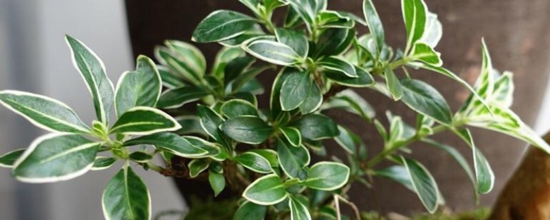 六月雪不开花什么原因（为什么六月雪开花几天就谢了）