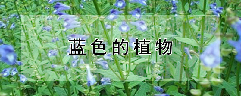 蓝色的植物 蓝色的植物奇怪的冰
