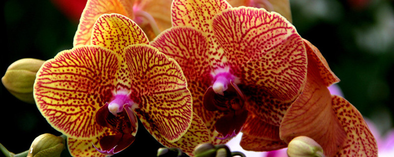 花期蝴蝶兰家庭养法(蝴蝶兰的养法家庭养法)