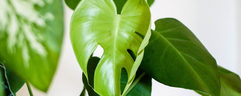 龟背竹茎太长倒伏怎么办（龟背竹倒伏处理方法）