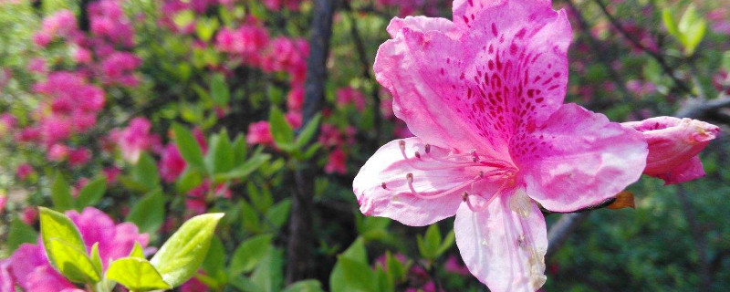 杜鹃花怎么修剪才能让花苞长的多 杜鹃怎么修剪花开的多