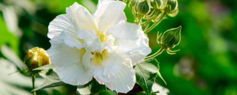 芙蓉花叶子的作用与功效 芙蓉花叶有什么功效