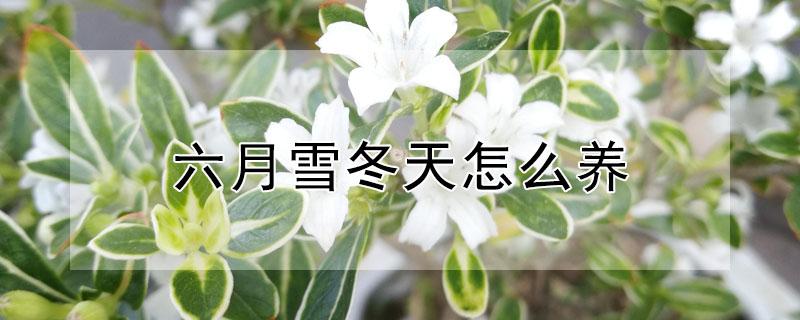 六月雪冬天怎么养（六月雪冬天怎么养要注意什么）