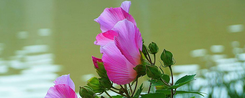 芙蓉花换盆后叶子蔫了怎么办（芙蓉换盆之后叶子蔫了,还能活吗?）