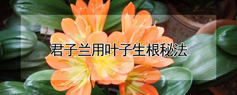 君子兰用叶子生根秘法 君子兰花怎么生根