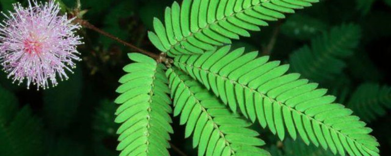 含羞草种子几月份播种 含羞草的种子几月份可以种