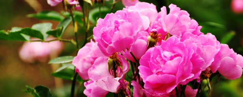 蔷薇不开花的原因 蔷薇不开花什么原因