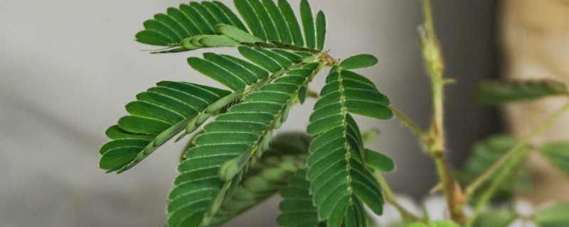 含羞草如何育苗 含羞草育种